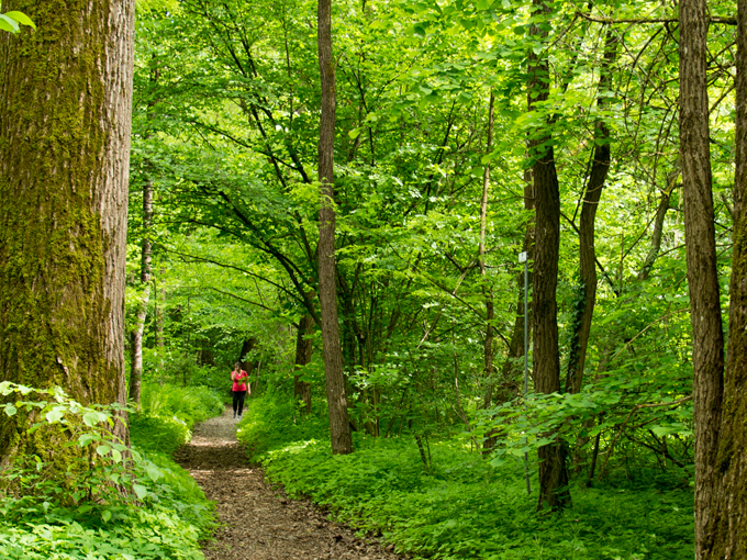 Bosco dei Bordighi (Der Bordighi Wald)