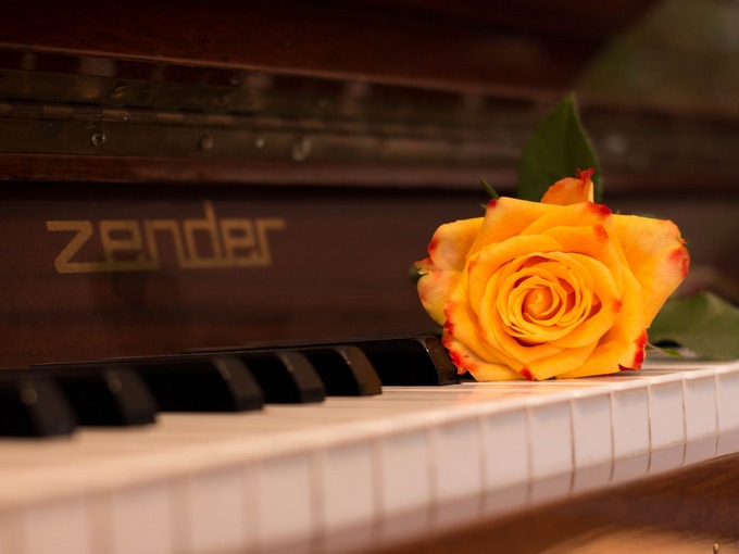 Pianoforte con rosa