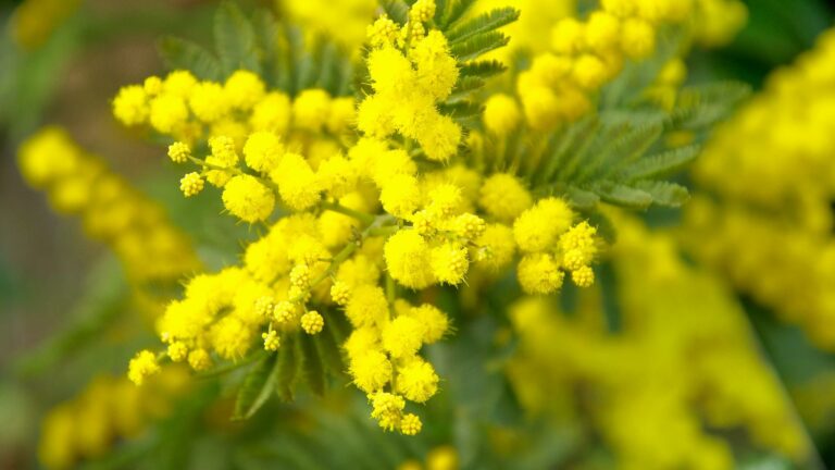 Mimosa