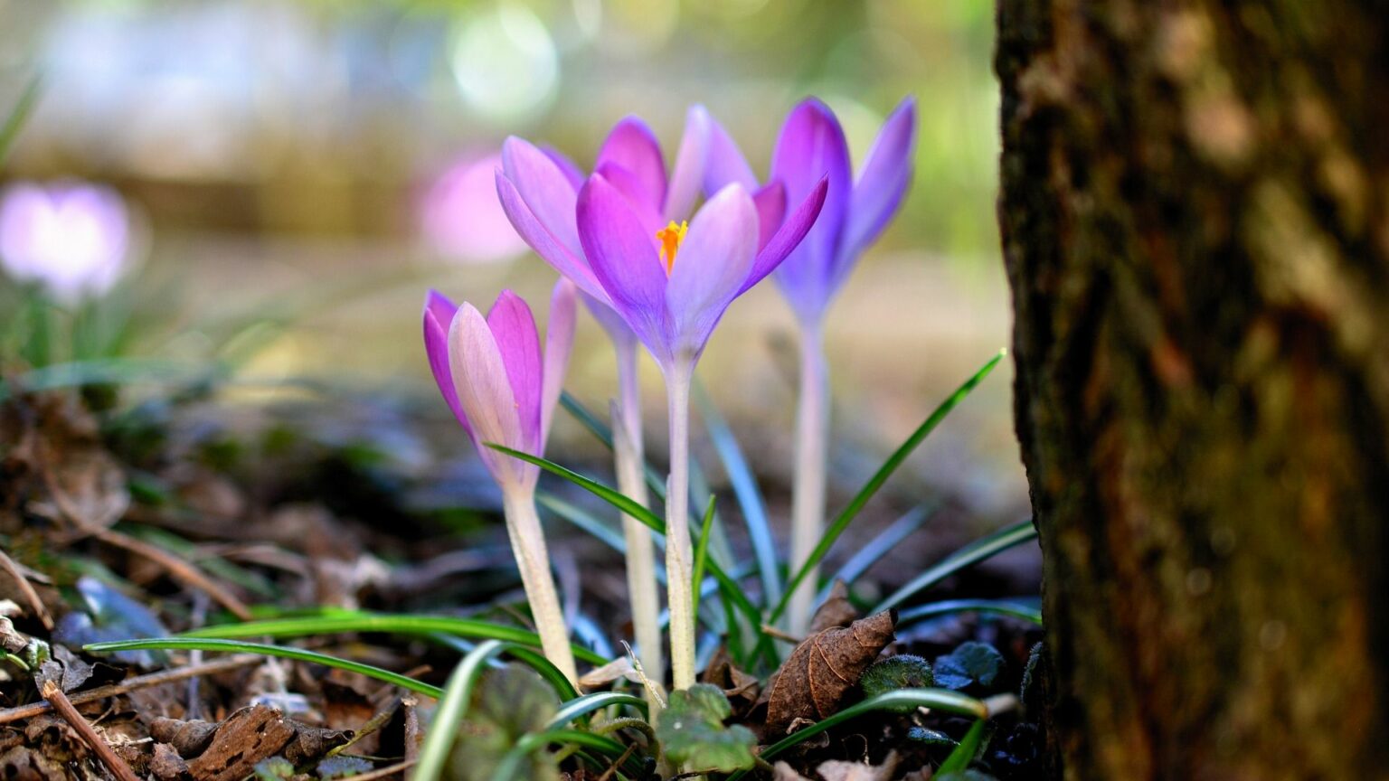Fiore