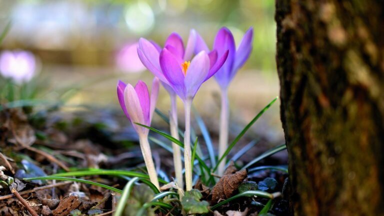Fiore